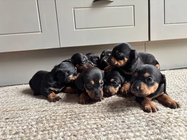 Cachorro - Foto 5
