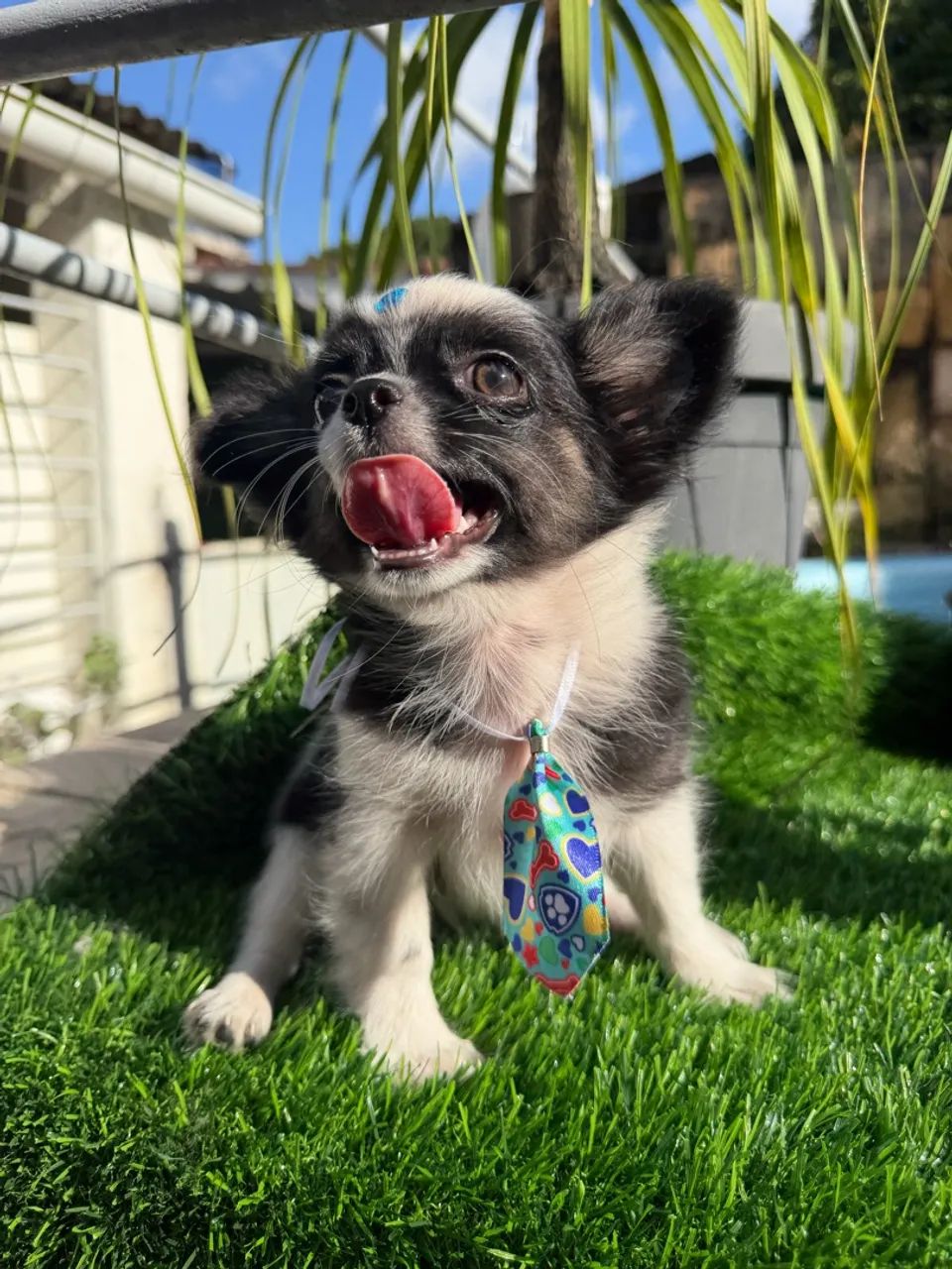 Chihuahua Machinho  - Foto 2