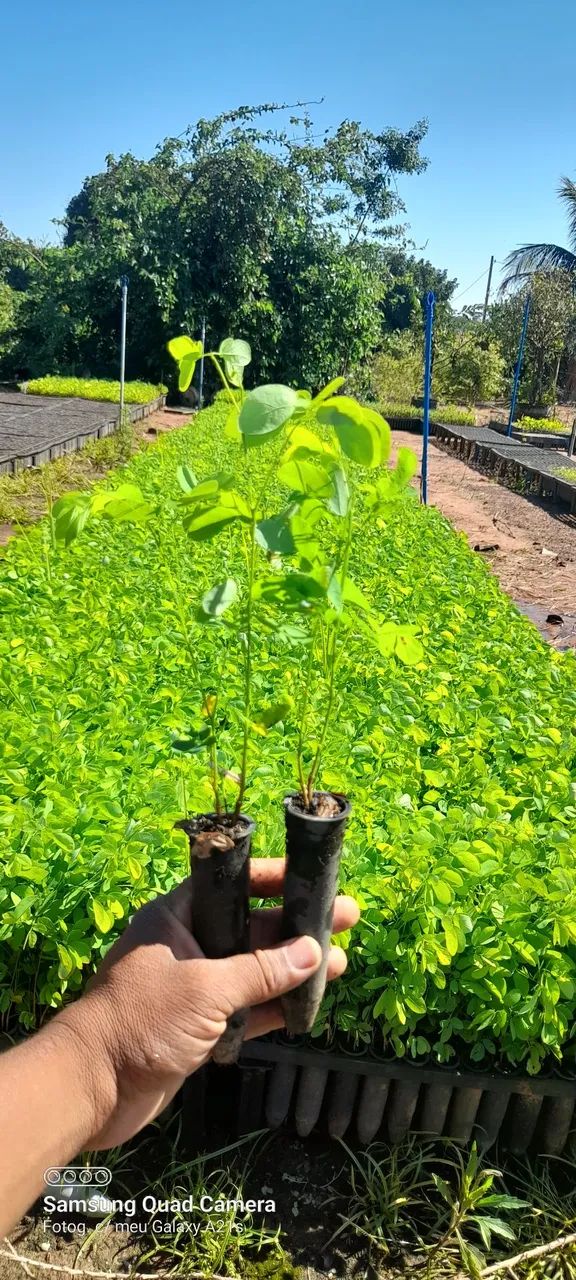 Mudas de Sanção do campo  - Foto 3
