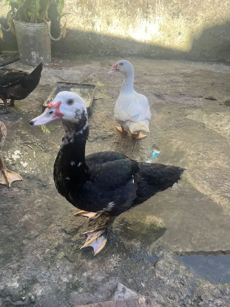 PATOS - Foto 5