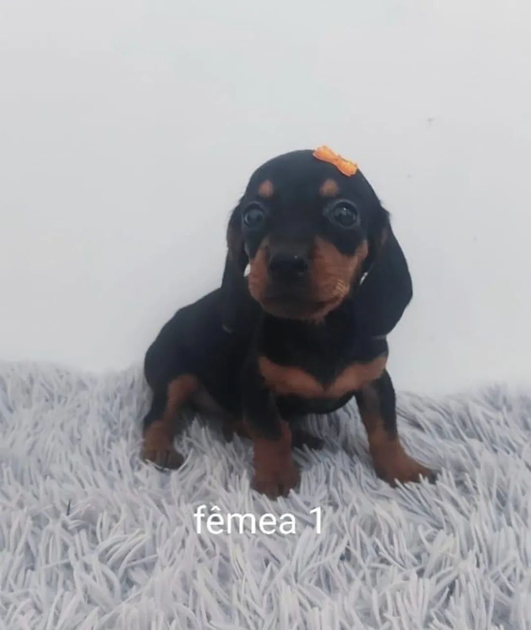 Teckel Kaninchen filhotes 