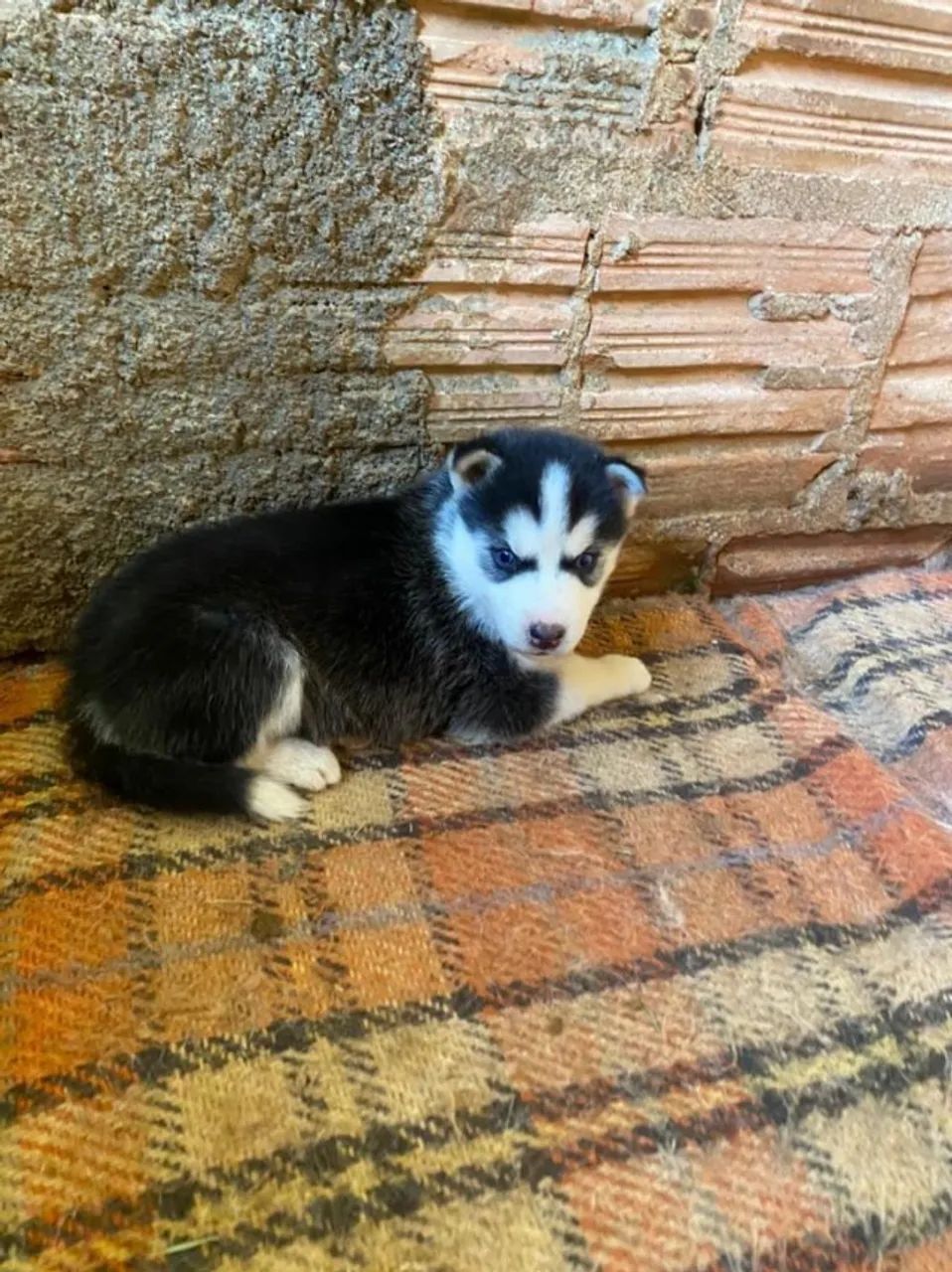 Husky siberiano muito bonito 
