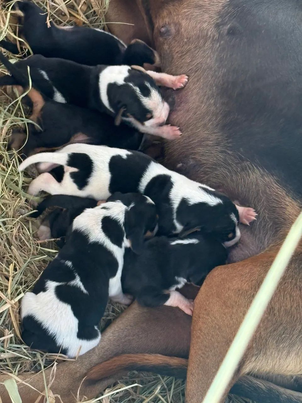 Cachorro de caça Americano - Foto 4