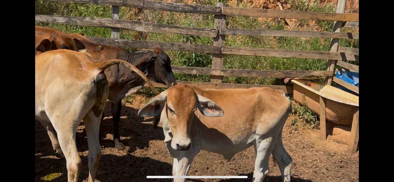 Bezerros e bezerras - Foto 2