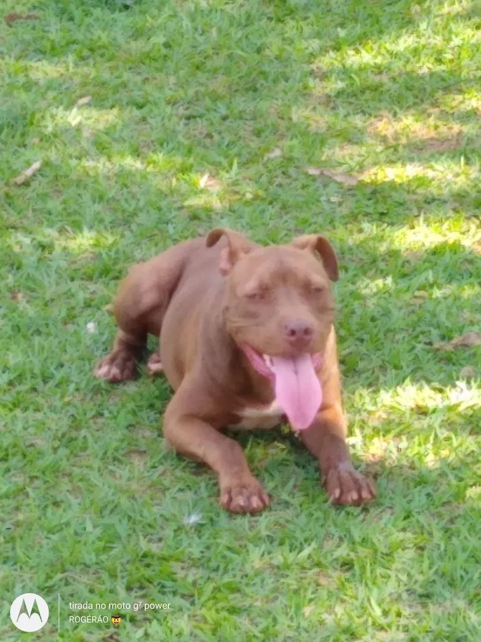 Cachorro  - Foto 4