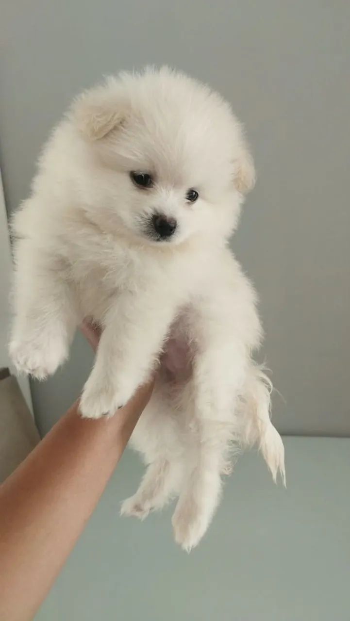 Spitz alemão Filhote  - Foto 2