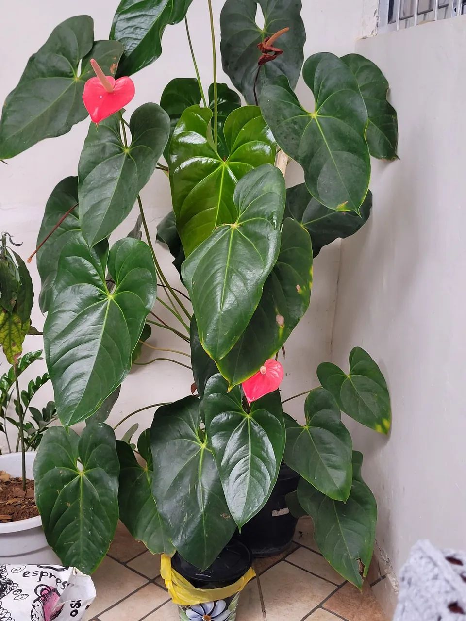 Plantas - Foto 2