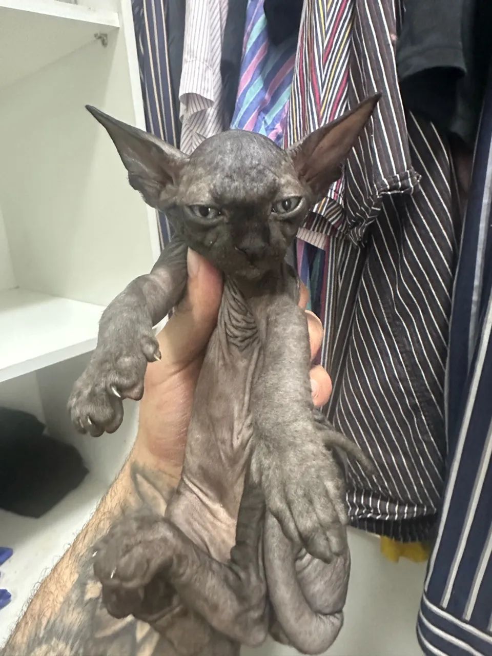 Sphynx macho cinza  - Foto 2