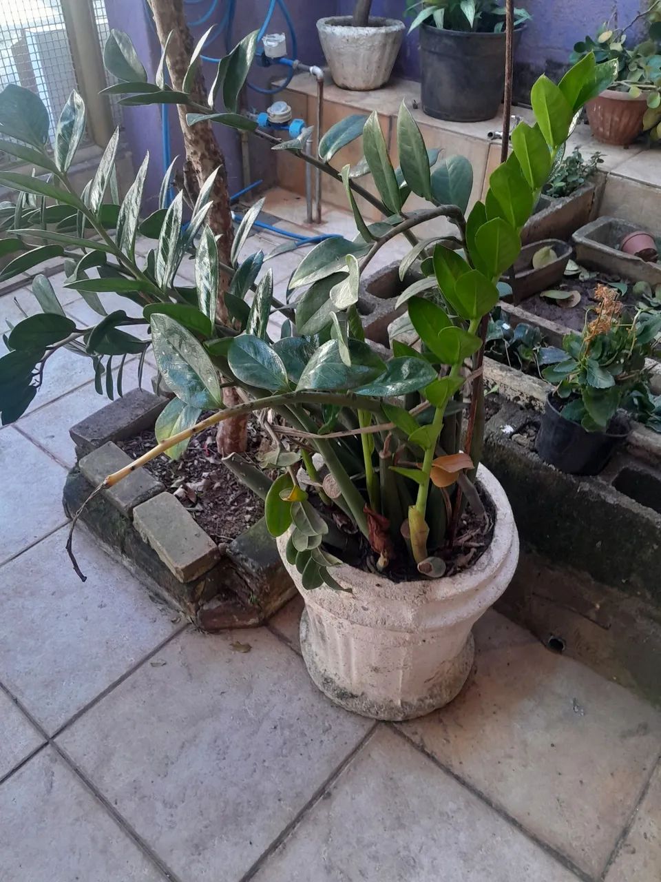 Vasos com plantas  - Foto 2