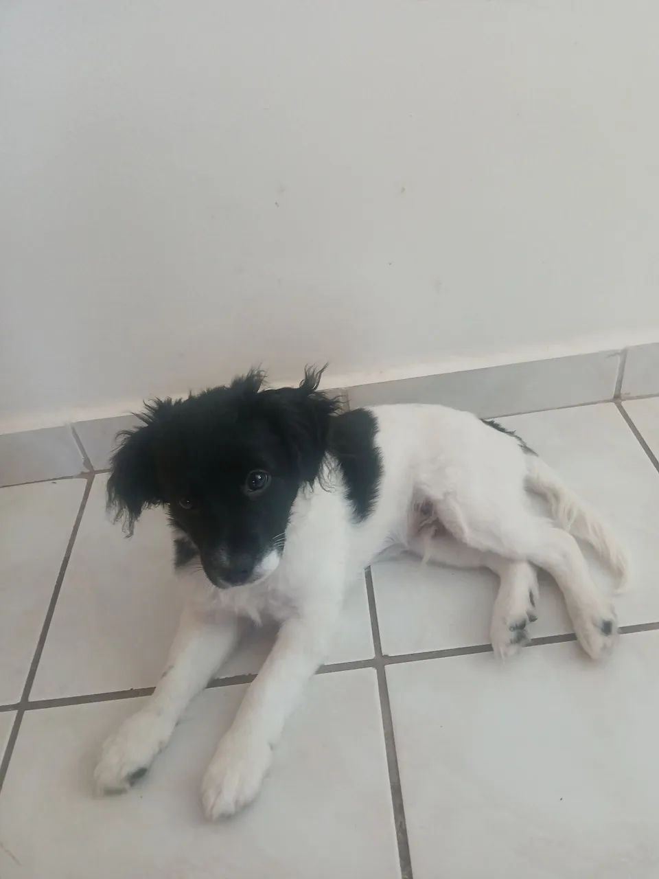 vendao - Foto 5