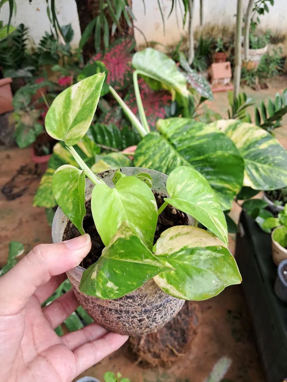 Plantas R$10,00  - Foto 5