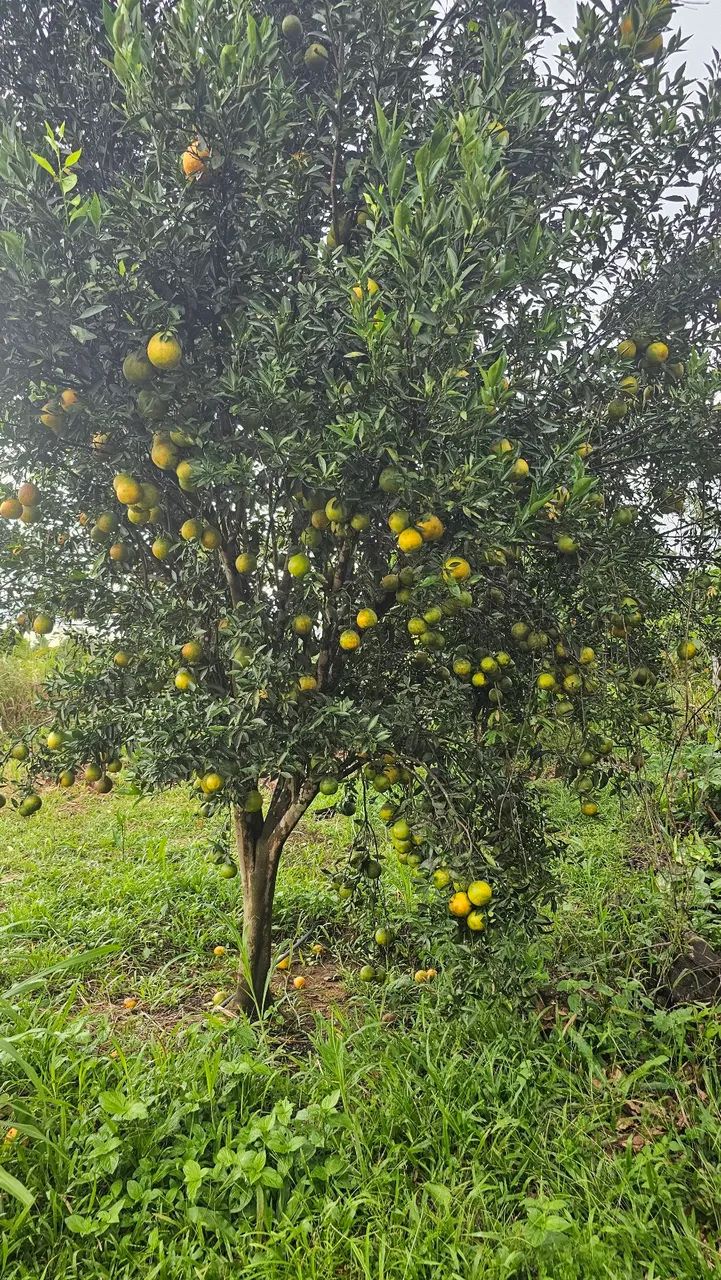 Caseiro  - Foto 3
