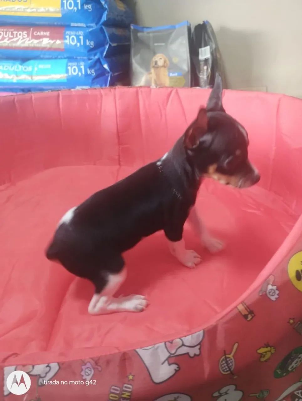Filhote pinscher zero macho  - Foto 3