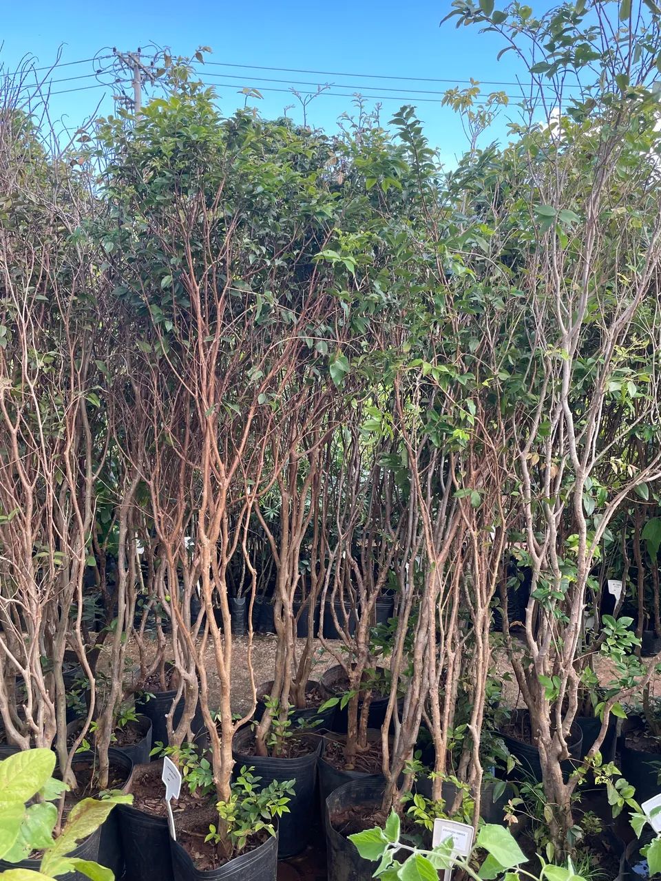 Jabuticaba híbrida  - Foto 2