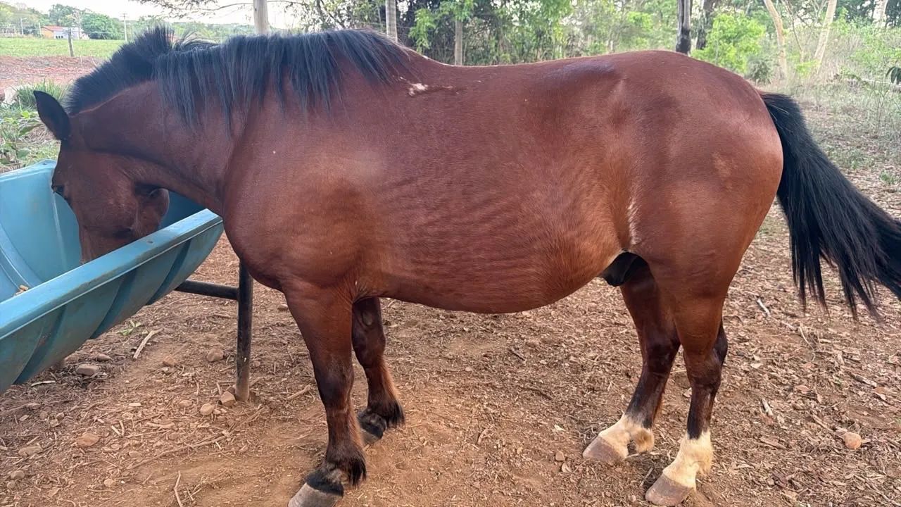 Cavalo e um Pônei 