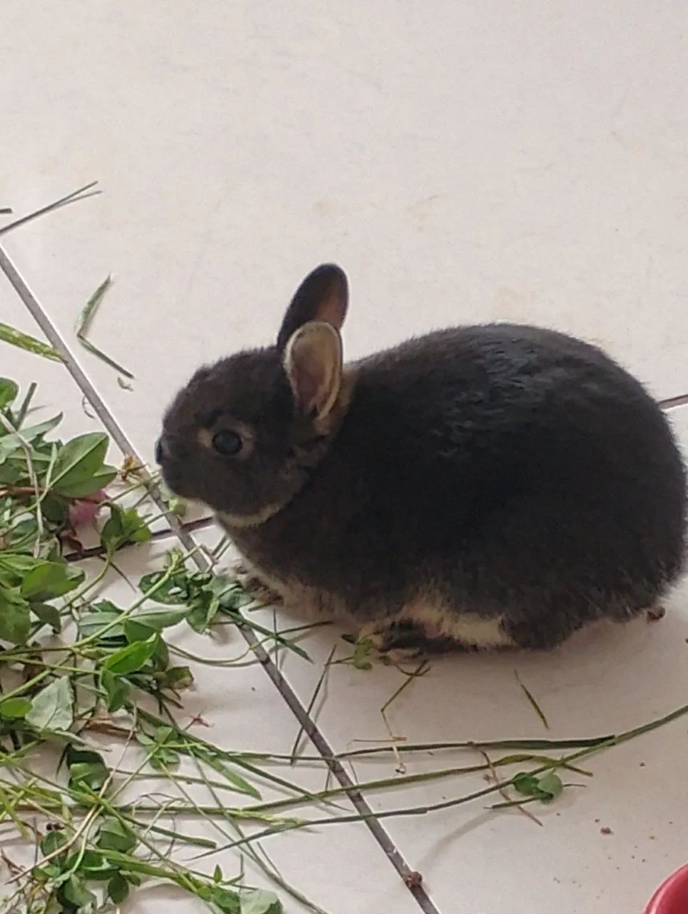 Mini coelha Netherland Dwarf