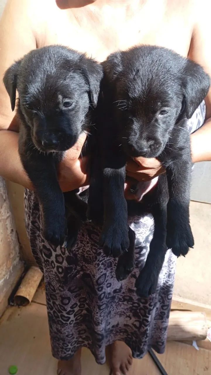 ULTIMOS 2 / Pai Pitbull com labrador/ mãe labradora  - Foto 2