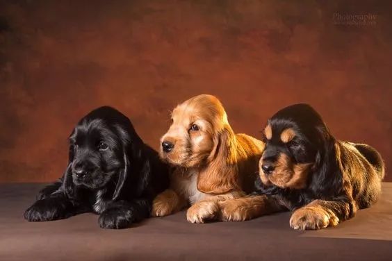 Cocker Spaniel Ingles