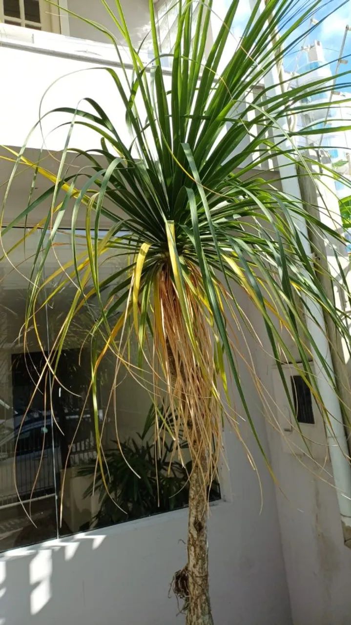Precisando dar um trato no terreno ou no jardim? ? - Foto 2
