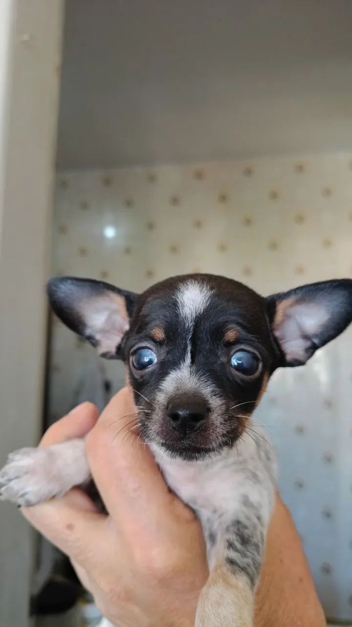 Filhote de cachorro