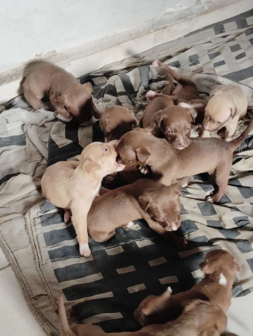 Pitbull  - Foto 5