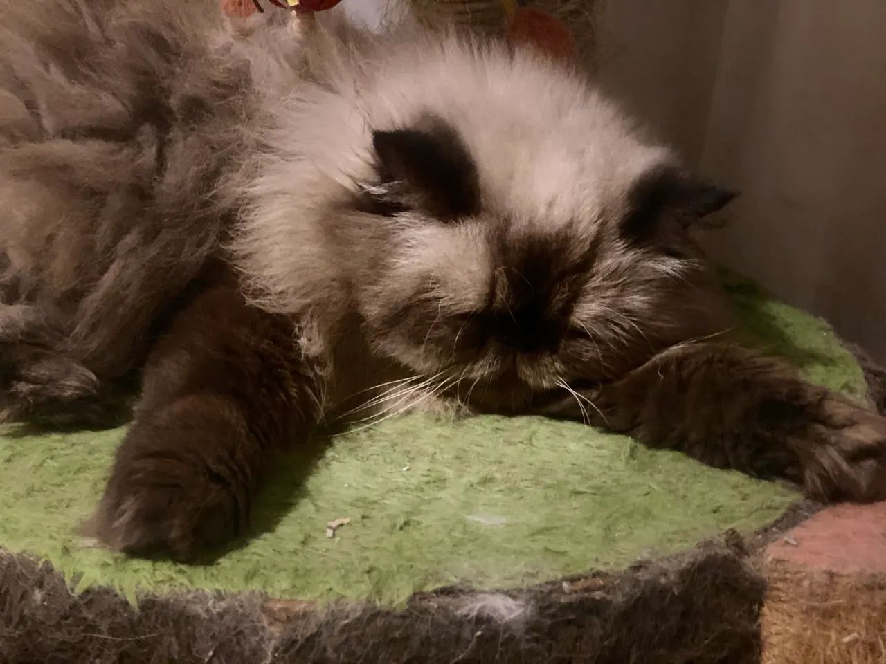 Gato persa macho  - Foto 2