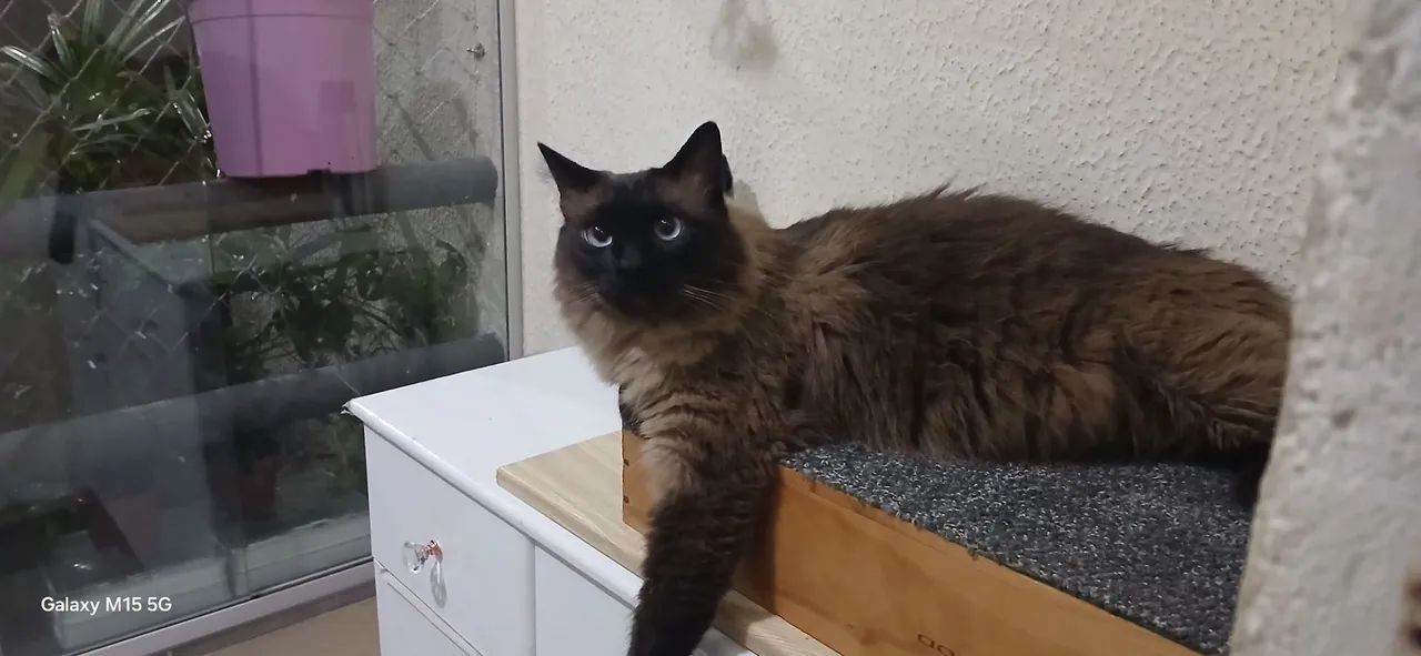 Doação lindo gato Siamês adulto - Foto 2