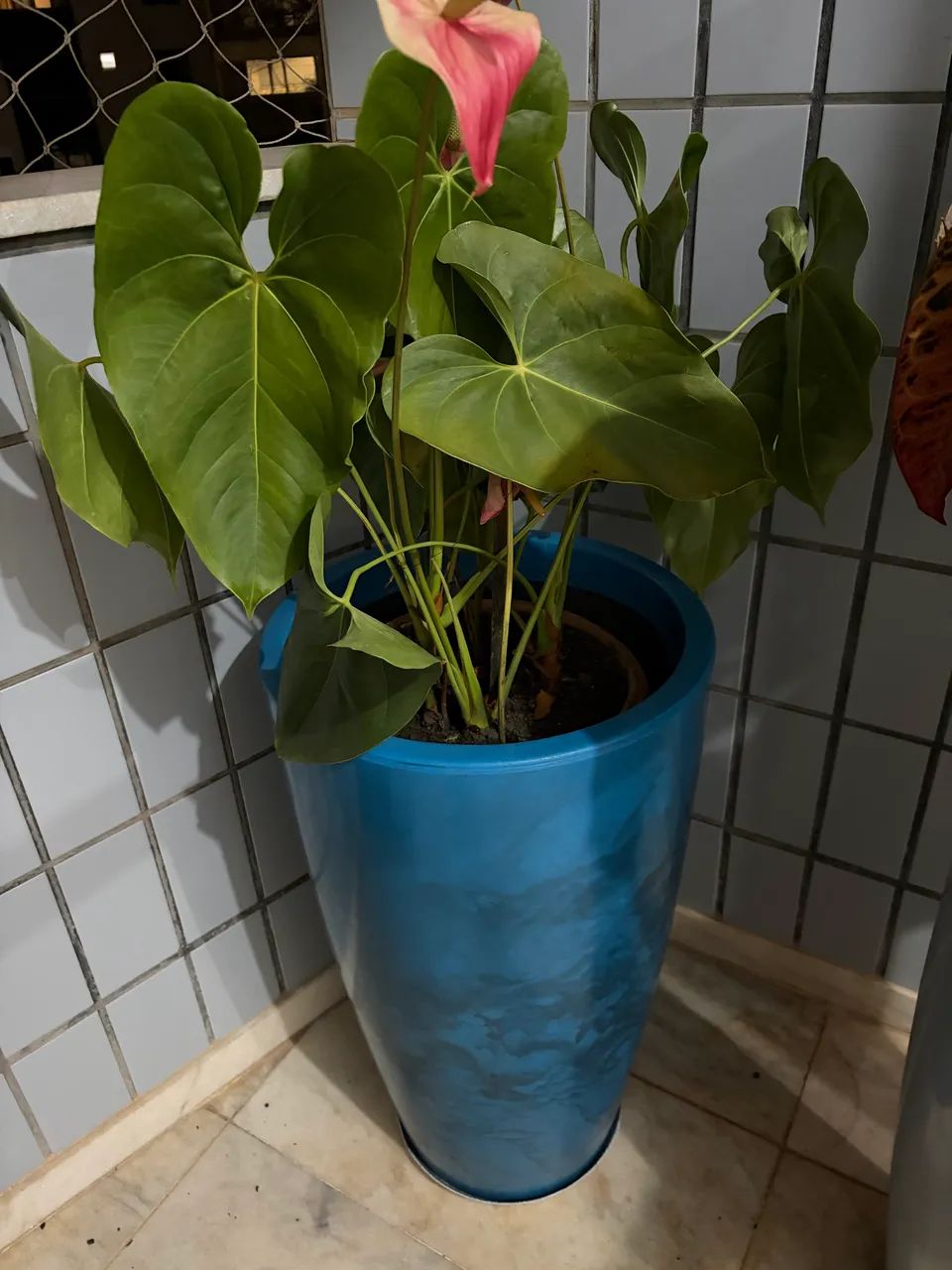 Vaso - Foto 2