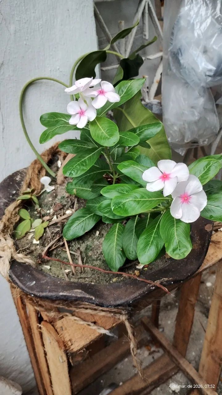 plantas  - Foto 2