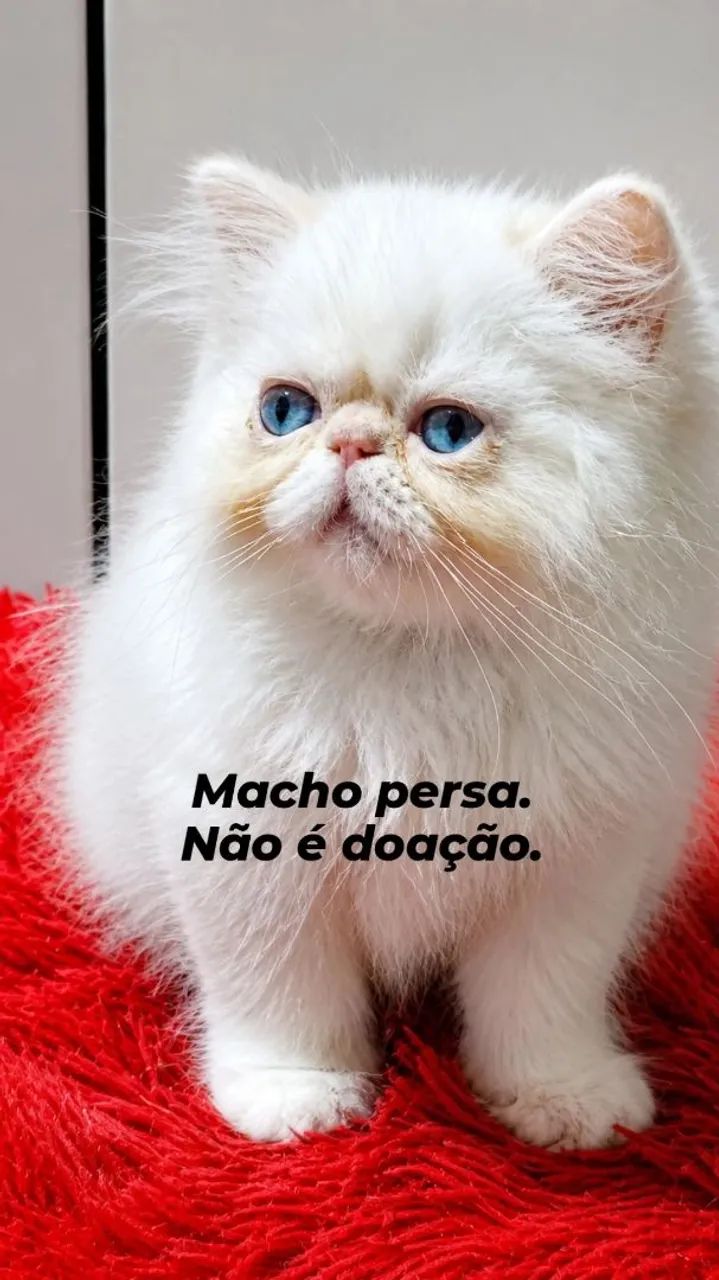 Gatos persa  - Foto 2