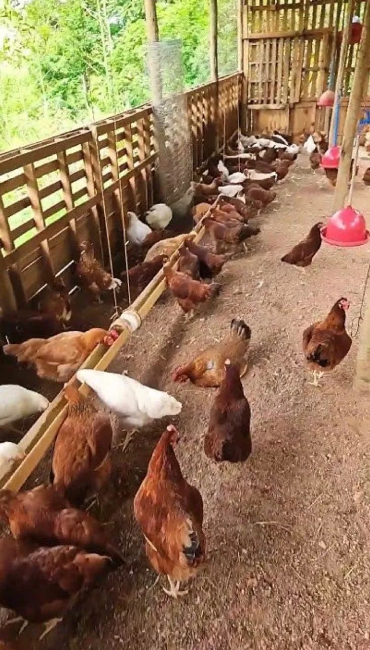 Galinhas poedeira  - Foto 3