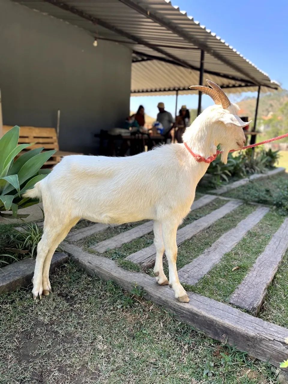 Cabrito Macho Castrado - Foto 2