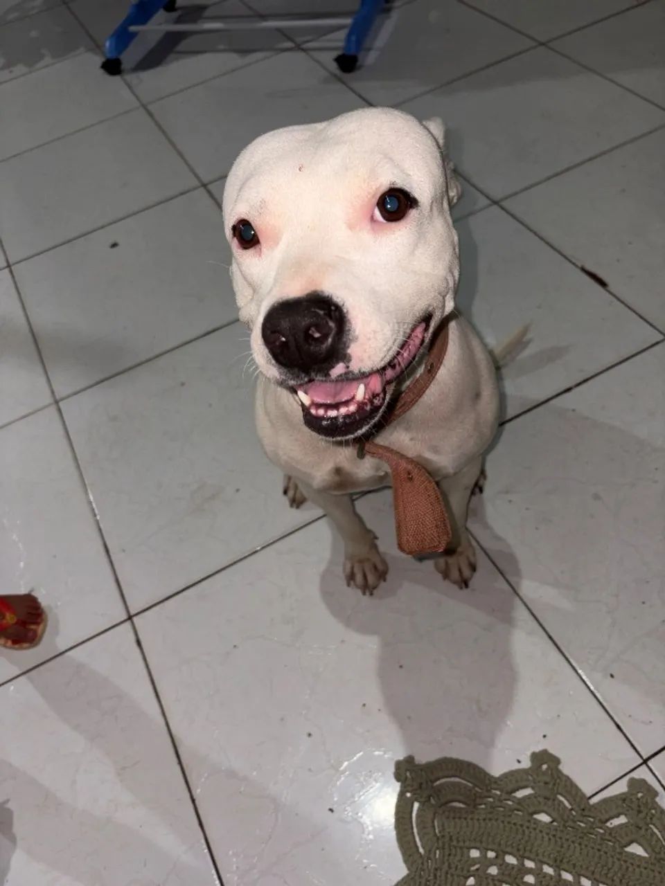 Adoção de pet - Pitbull 