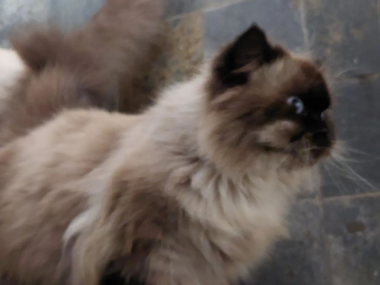 Animais  - Foto 4