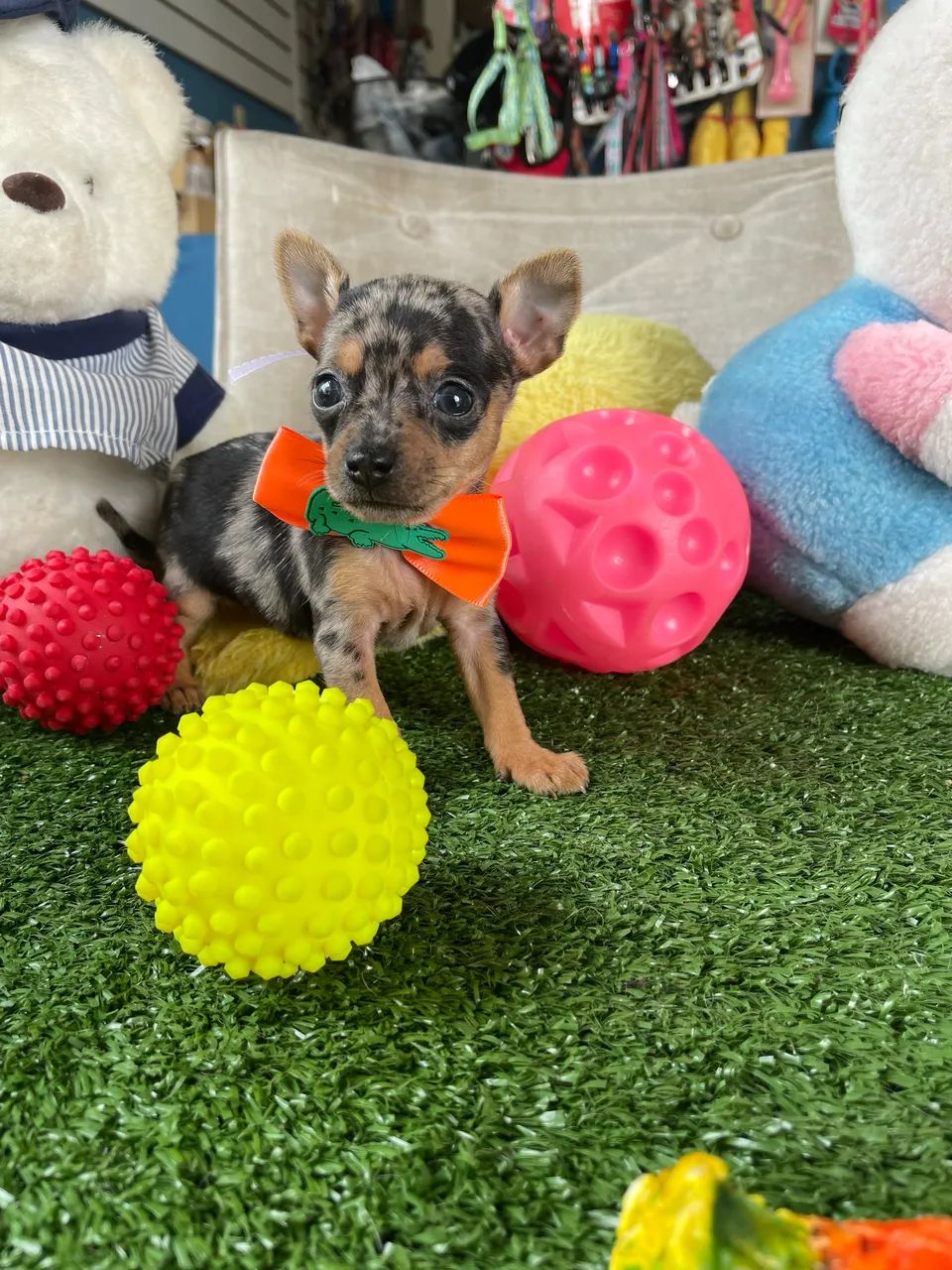 Pinscher machinho micro!!$2.400,00 - Foto 3