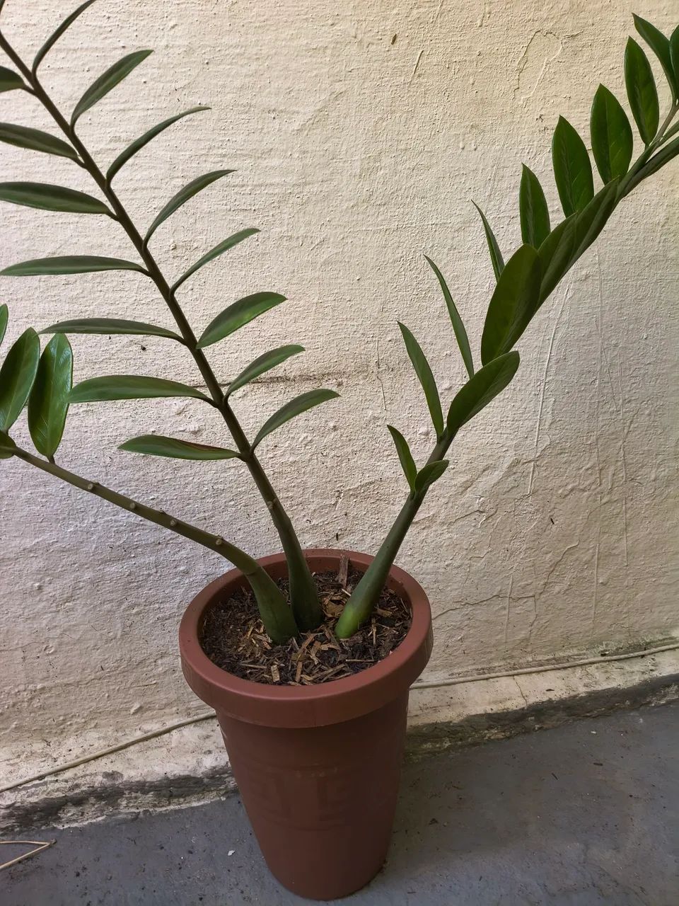 Plantas - Foto 4