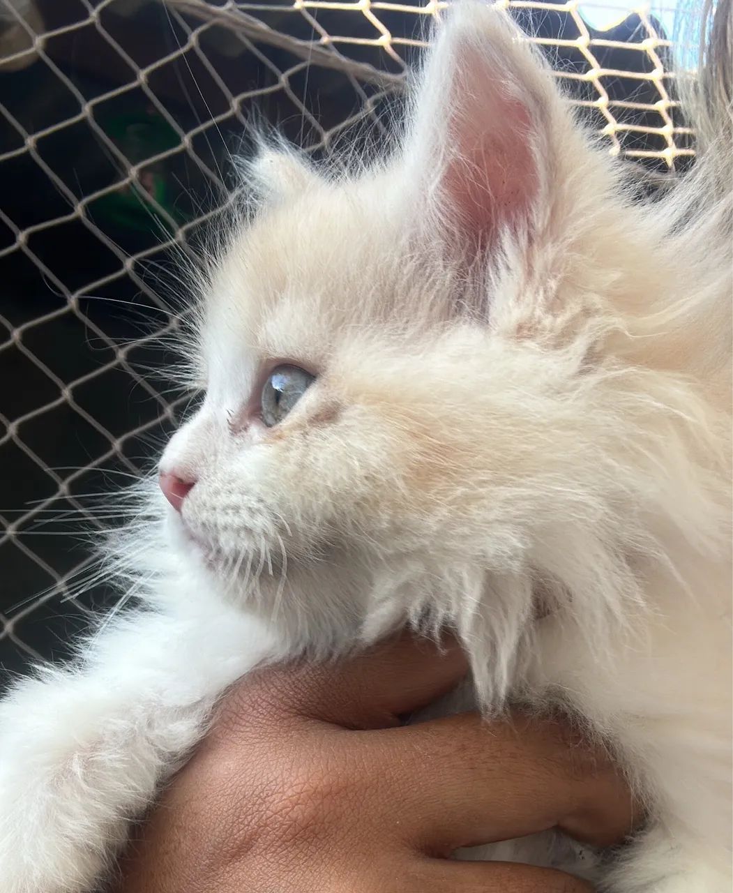 Maine coon - Foto 3