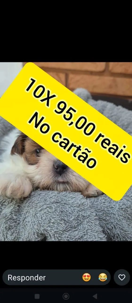 Shihtzu macho 