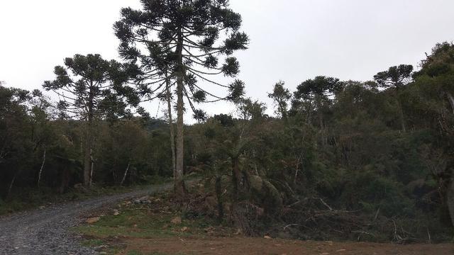 Sítios/ chácara em Urubici/ SC chácara em Urubici sitio de 20000m2