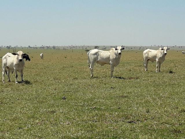 Nova Taquari MT Fazenda a 60 km da cidade com 2.480 hectares em pasto - Foto 18