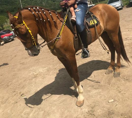 Cavalo Campolina - Foto 2