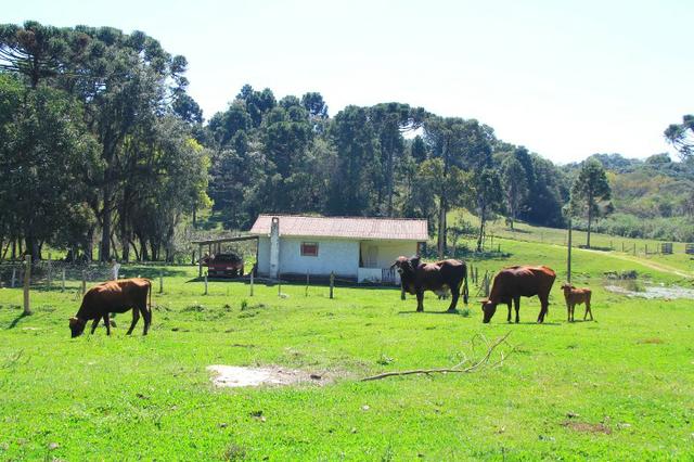 Chácara Araucária, 284.000m², tanques, nascente - Foto 10