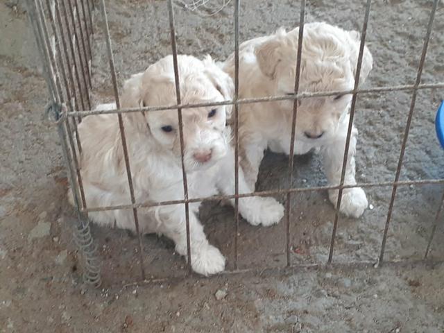 Poodle - Foto 2
