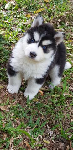 Lindos Filhotes De Husky Siberiano - Pelagem Wooly - Foto 2