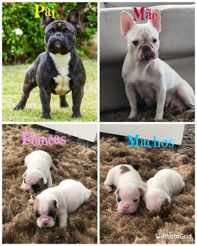 Bulldog Francês
