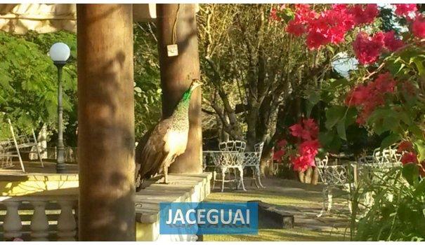 Chácara de 16 alqueires com chales maravilhosa - Foto 7