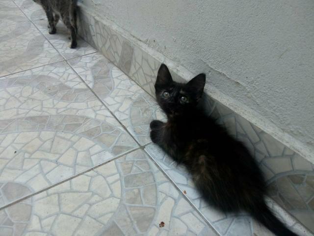 Gatinhos precisando de um lar - Foto 3