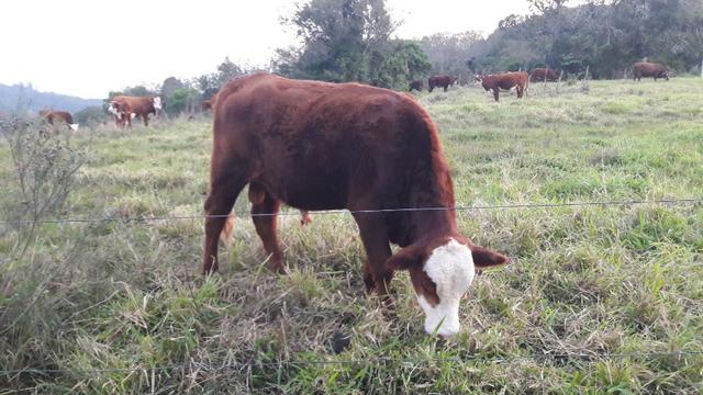 Tourinhos braford - cara branca - Foto 2