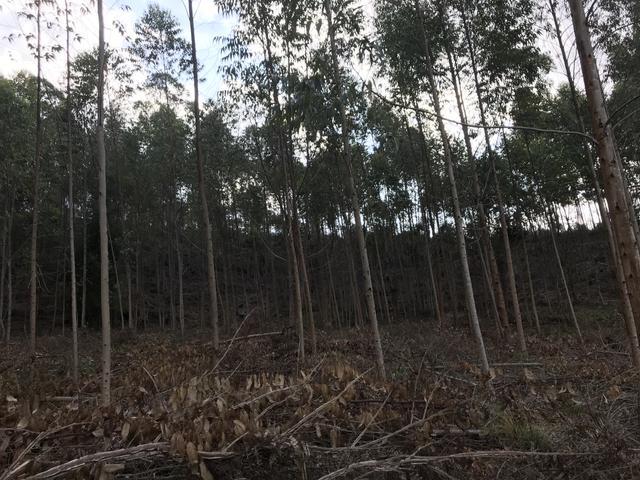 Vendo Fazenda - Foto 4
