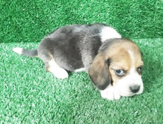 Beagle filhotes Para reserva, femea e macho
